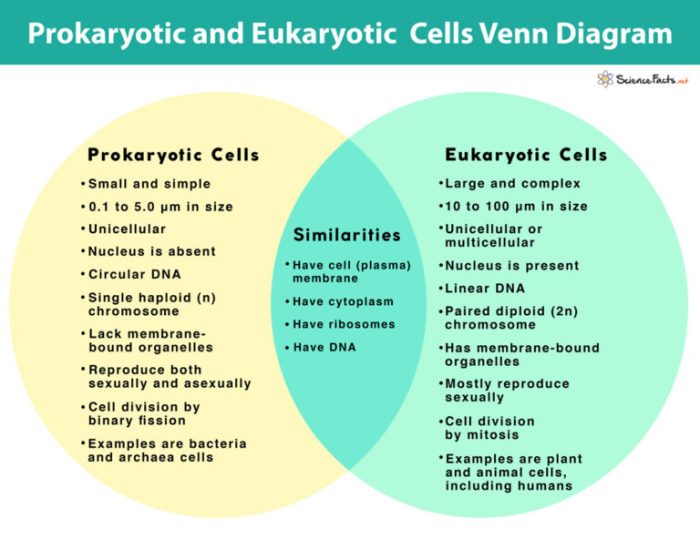 Venn prokaryotic eukaryotic diagram cell versus cells using worksheet science ic thom teaching teacherspayteachers followers different choose board
