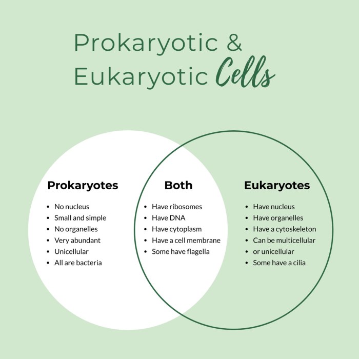 Venn diagram of eukaryotic and prokaryotic cells