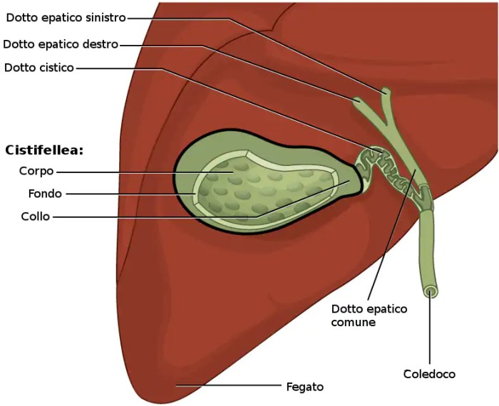 Gallbladder bile ducts anatomy