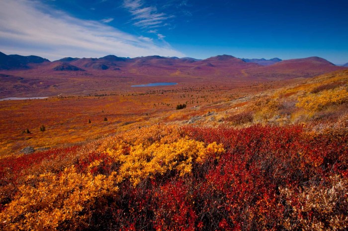 Biome in parts of alaska crossword