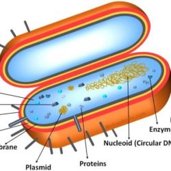 Cell prokaryotic cells prokaryote biology precambrian bacteria model time structure examples eukaryotic prokaryotes dna its chromosomes do genius nucleus eukaryotes