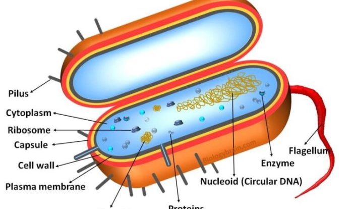 Cell prokaryotic cells prokaryote biology precambrian bacteria model time structure examples eukaryotic prokaryotes dna its chromosomes do genius nucleus eukaryotes