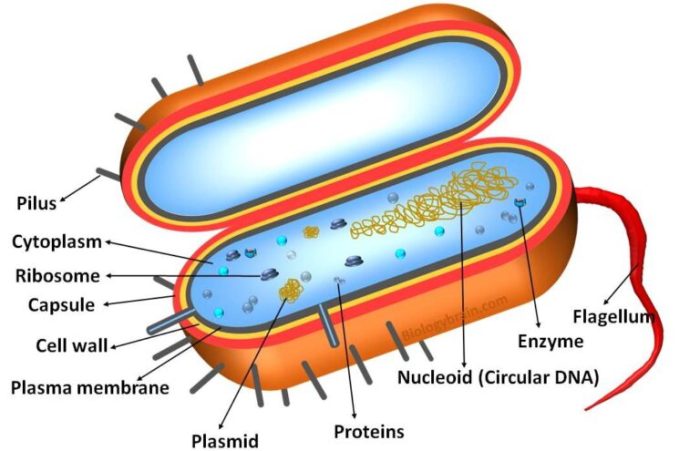 Cell prokaryotic cells prokaryote biology precambrian bacteria model time structure examples eukaryotic prokaryotes dna its chromosomes do genius nucleus eukaryotes