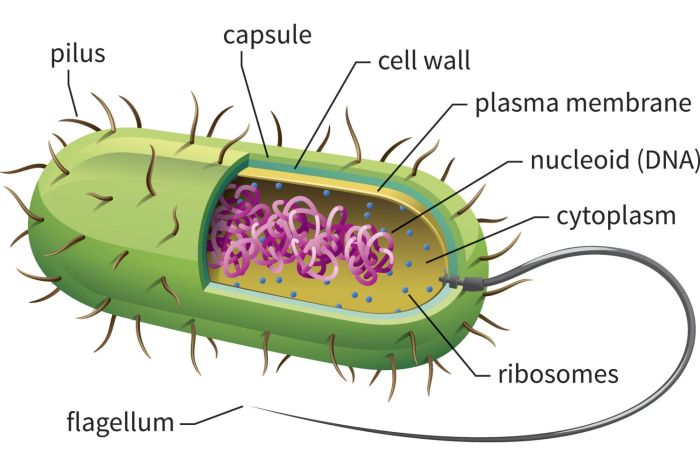 Label the parts of the prokaryotic cell