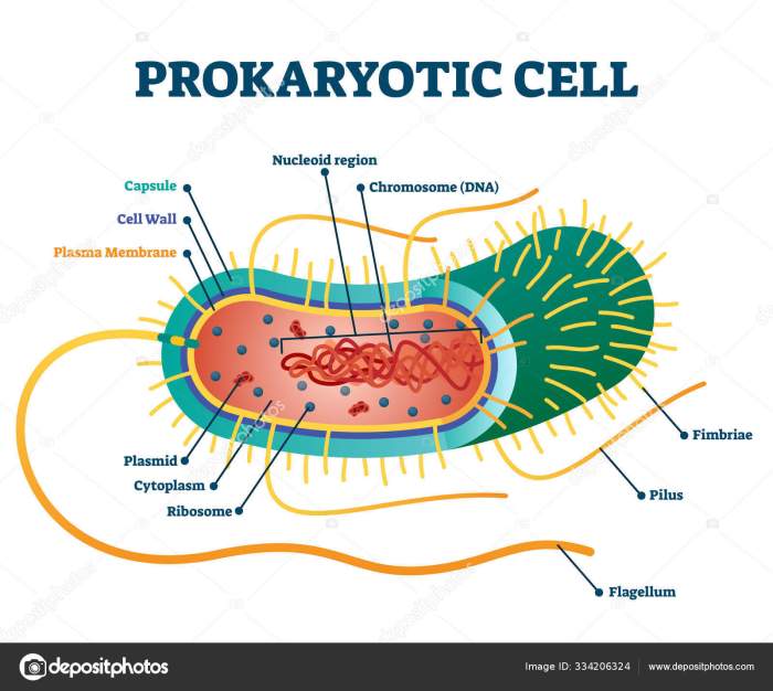 Cell cellular prokaryote eukaryote anatomy driwancybermuseum seventh gsu hyperphysics célula basic membrane astr phy physiology consist