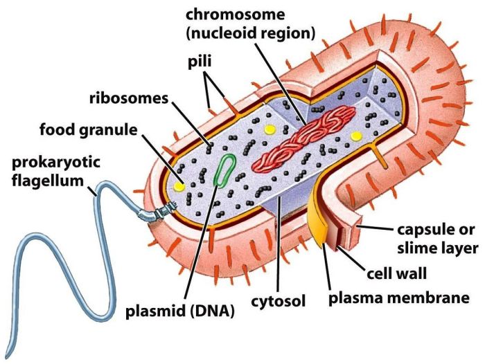 Label the parts of the prokaryotic cell