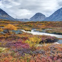 Biome in parts of alaska crossword