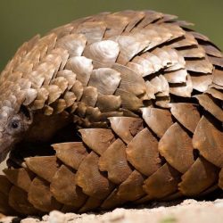 Pangolin animal facts pangolins animals species le mammal family lizard genus asian tree tropical