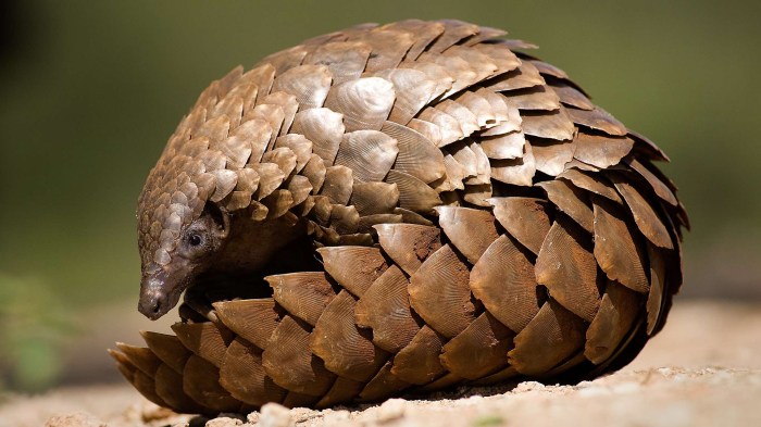 Pangolin animal facts pangolins animals species le mammal family lizard genus asian tree tropical