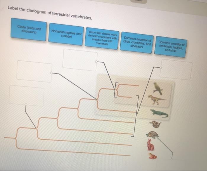 Label the cladogram of terrestrial vertebrates.