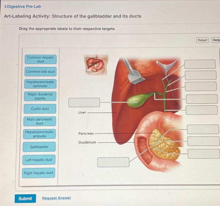 Art-labeling activity structure of the gallbladder and its ducts