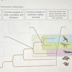 Examples cladograms back cladistic analysis