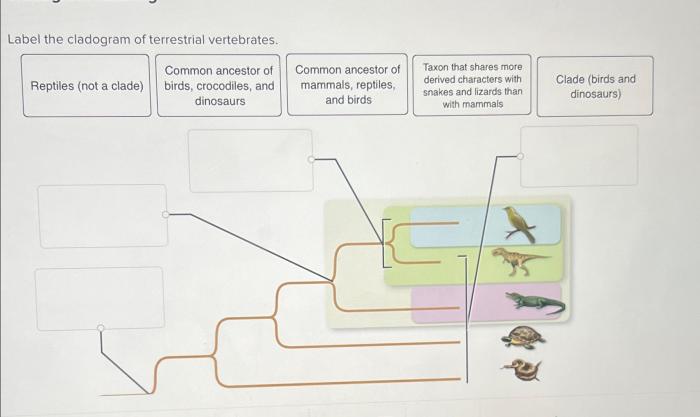 Examples cladograms back cladistic analysis