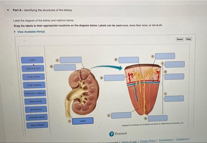 Label the diagram of the kidney and nephron below
