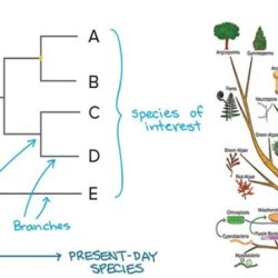 Lizards species quiz lizard origin answerkey key answer evolutionary tree evo short predation teacher