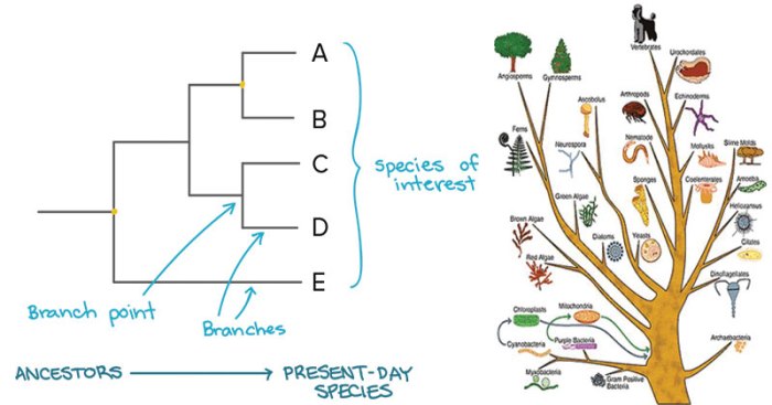 Lizards species quiz lizard origin answerkey key answer evolutionary tree evo short predation teacher