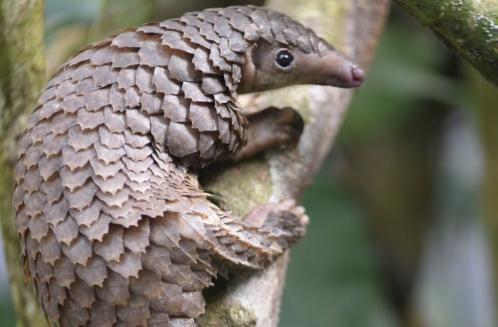 Toothless mammal with keratin scales crossword