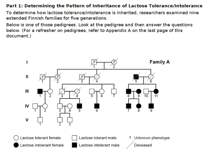 Pedigrees and the inheritance of lactose intolerance
