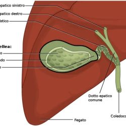 Gallbladder bile ducts anatomy
