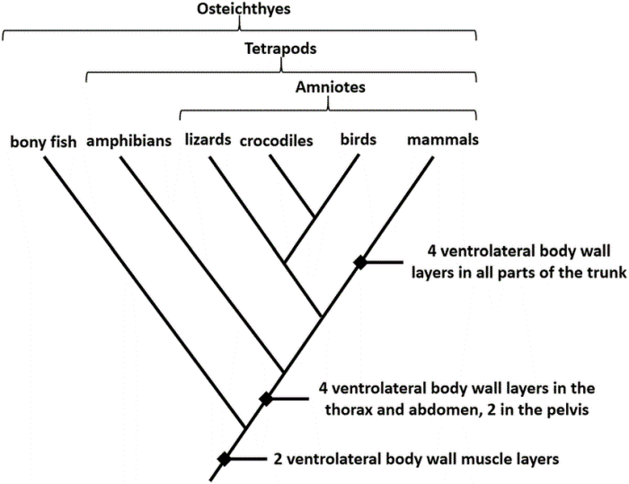 Label the cladogram of terrestrial vertebrates.