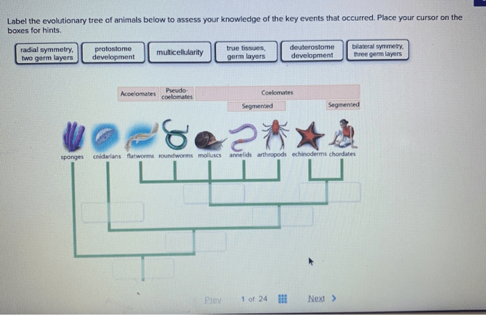 Lizards in an evolutionary tree answer key