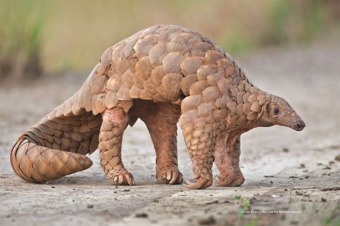 Toothless mammal with keratin scales crossword