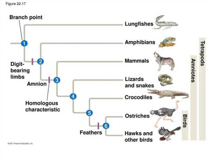 Lizards in an evolutionary tree answer key