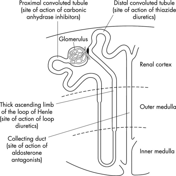 Label the diagram of the kidney and nephron below
