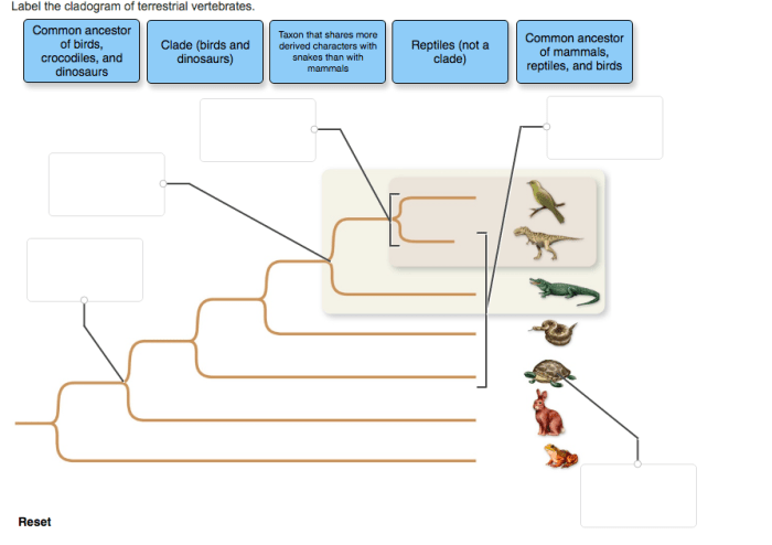 Cladogram animals vertebrate living tree vertebrates evolution family biology figure build diversity life schoolbag info