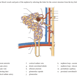 Label the diagram of the kidney and nephron below