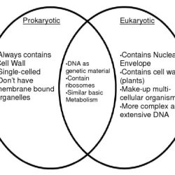 Venn eukaryotic prokaryotic cells cell diagram compare contrast biology between vs eukaryotes prokaryotes science diagrams comparing plant types photosynthesis respiration