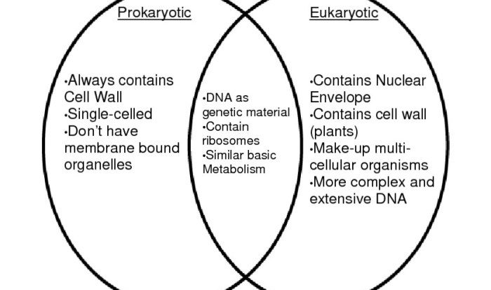 Venn eukaryotic prokaryotic cells cell diagram compare contrast biology between vs eukaryotes prokaryotes science diagrams comparing plant types photosynthesis respiration