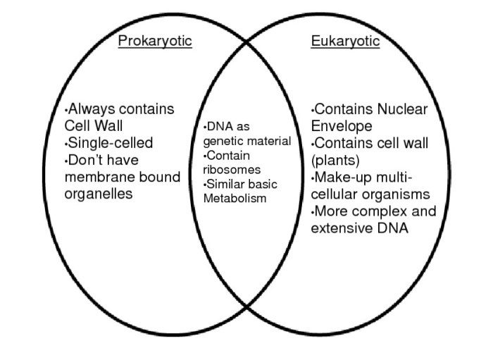 Venn eukaryotic prokaryotic cells cell diagram compare contrast biology between vs eukaryotes prokaryotes science diagrams comparing plant types photosynthesis respiration